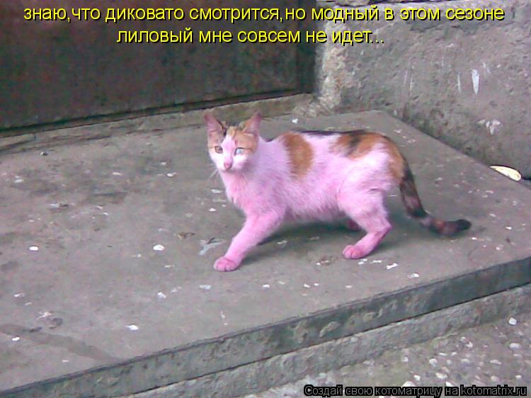 знаю,что диковато смотрится,но модный в этом сезоне лиловый мне совсем не идет...... Котоматрица: знаю,что диковато смотрится,но модный в этом сезоне лиловый мне совсем не идет...
