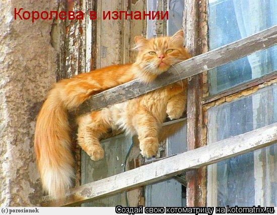 Королева в изгнании... Котоматрица: Королева в изгнании