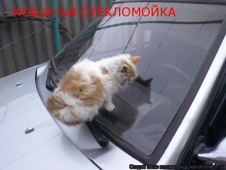 КОШАЧЬЯ СТЕКЛОМОЙКА... Котоматрица: КОШАЧЬЯ СТЕКЛОМОЙКА