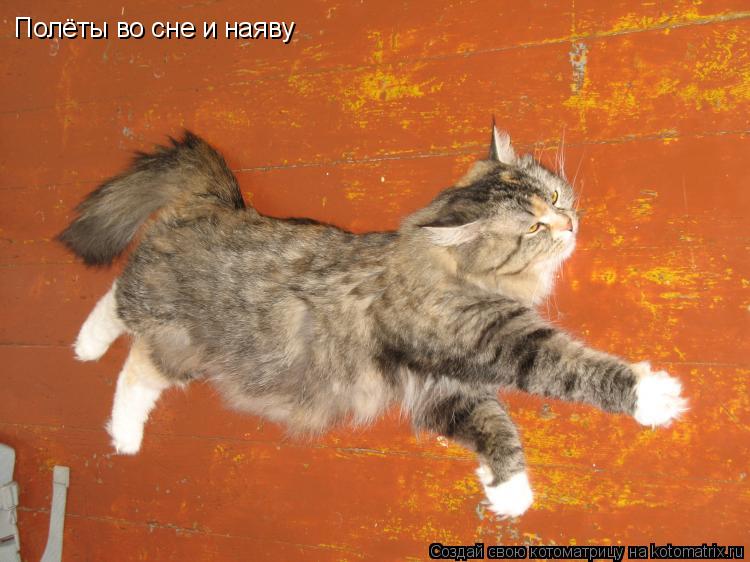 Полёты во сне и наяву... Котоматрица: Полёты во сне и наяву