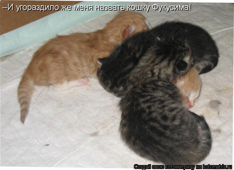 --И угораздило же меня назвать кошку Фукусима!... Котоматрица: --И угораздило же меня назвать кошку Фукусима!