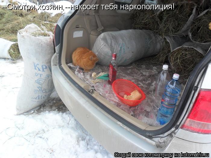 --Смотри,хозяин,--накроет тебя наркополиция!... Котоматрица: --Смотри,хозяин,--накроет тебя наркополиция!