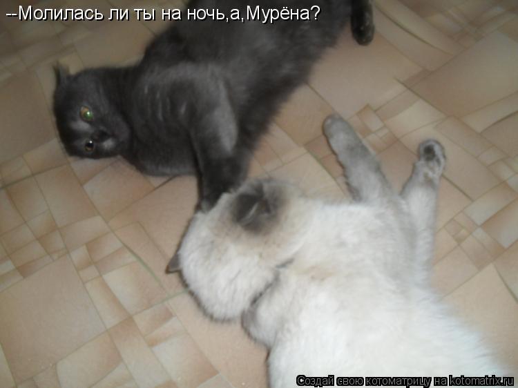 --Молилась ли ты на ночь,а,Мурёна?... Котоматрица: --Молилась ли ты на ночь,а,Мурёна?