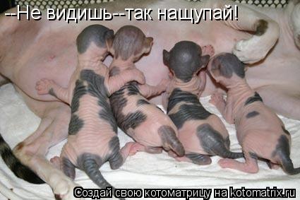 --Не видишь--так нащупай!... Котоматрица: --Не видишь--так нащупай!