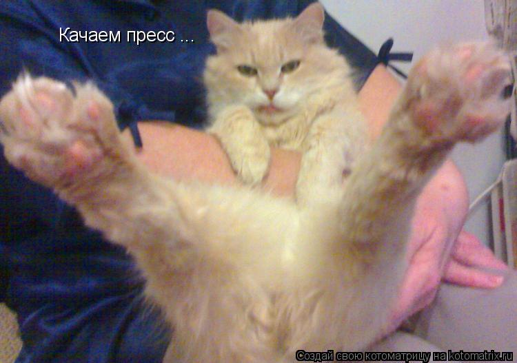 Качаем пресс ...... Котоматрица: Качаем пресс ...