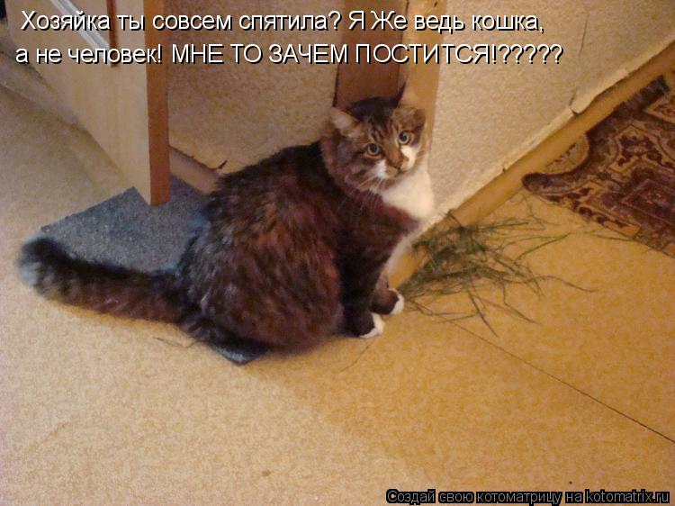Хозяйка ты совсем спятила? Я Же ведь кошка, а не человек! МНЕ ТО ЗАЧЕМ ПОСТИТСЯ!?????... Котоматрица: Хозяйка ты совсем спятила? Я Же ведь кошка, а не человек! МНЕ ТО ЗАЧЕМ ПОСТИТСЯ!?????
