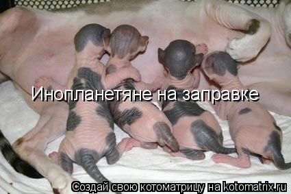 Инопланетяне на заправке... Котоматрица: Инопланетяне на заправке