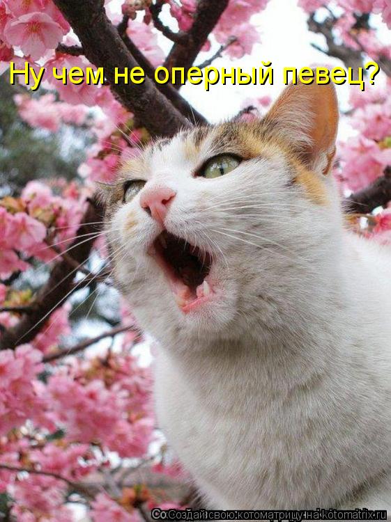 Хор в японском саду Ну чем не оперный певец?... Котоматрица: Хор в японском саду Ну чем не оперный певец?