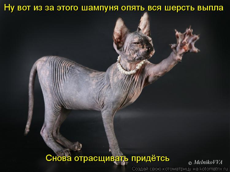 Ну вот из за этого шампуня опять вся шерсть выпла Снова отрасщивать придётсь... Котоматрица: Ну вот из за этого шампуня опять вся шерсть выпла Снова отрасщивать придётсь