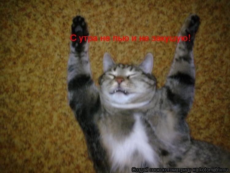 С утра не пью и не закушую!... Котоматрица: С утра не пью и не закушую!