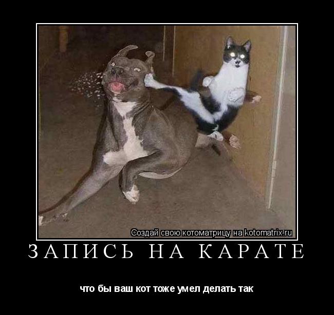 Запись на карате что бы ваш кот тоже умел делать так... Котоматрица: Запись на карате что бы ваш кот тоже умел делать так