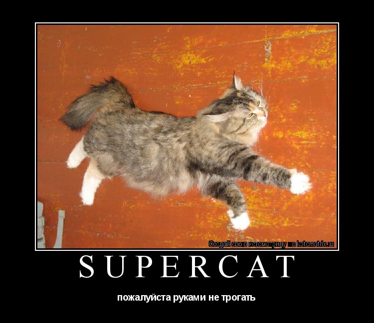 supercat пожалуйста руками не трогать... Котоматрица: supercat пожалуйста руками не трогать