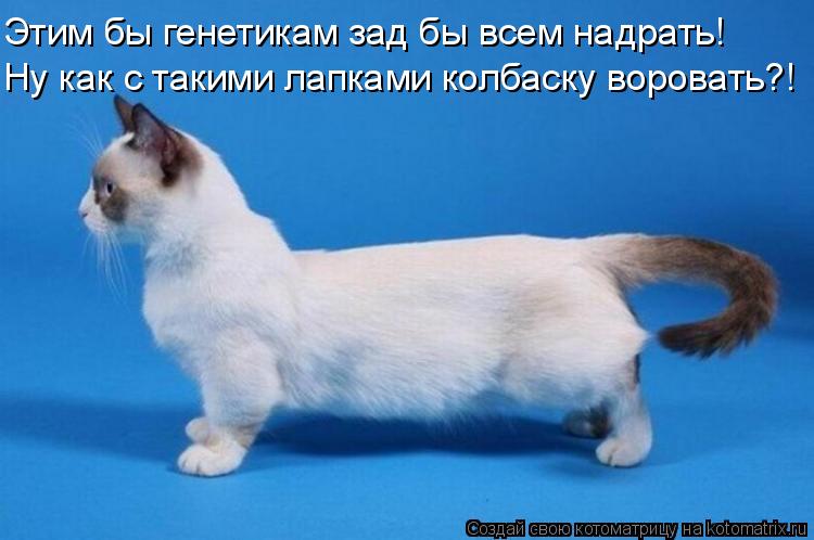 Этим бы генетикам зад бы всем надрать! Ну как с такими лапками колбаску воровать?!... Котоматрица: Этим бы генетикам зад бы всем надрать! Ну как с такими лапками колбаску воровать?!