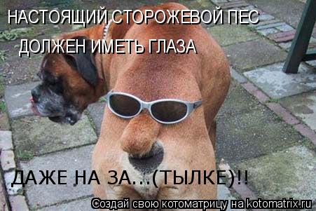 НАСТОЯЩИЙ СТОРОЖЕВОЙ ПЕС ДОЛЖЕН ИМЕТЬ ГЛАЗА ДАЖЕ НА ЗА...(ТЫЛКЕ)!!... Котоматрица: НАСТОЯЩИЙ СТОРОЖЕВОЙ ПЕС ДОЛЖЕН ИМЕТЬ ГЛАЗА ДАЖЕ НА ЗА...(ТЫЛКЕ)!!
