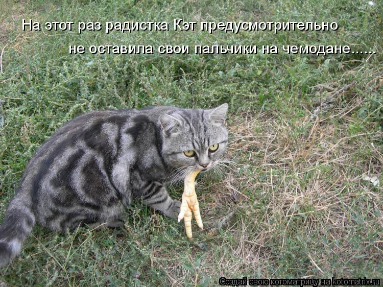 На этот раз радистка Кэт предусмотрительно не оставила свои пальчики на чемодане......... Котоматрица: На этот раз радистка Кэт предусмотрительно не оставила свои пальчики на чемодане......
