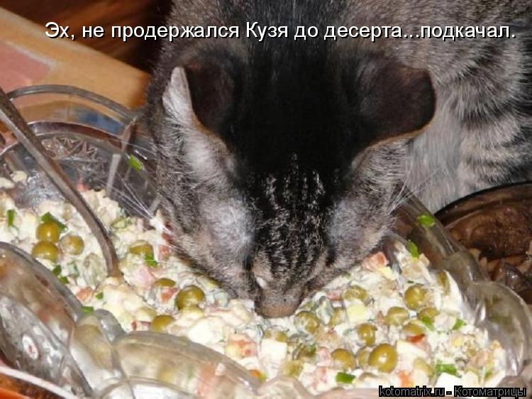 Эх, не продержался Кузя до десерта...подкачал.... Котоматрица: Эх, не продержался Кузя до десерта...подкачал.