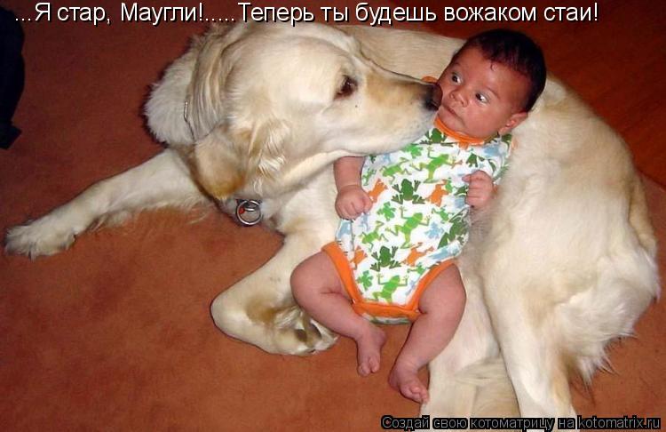 ...Я стар, Маугли!.....Теперь ты будешь вожаком стаи!... Котоматрица: ...Я стар, Маугли!.....Теперь ты будешь вожаком стаи!