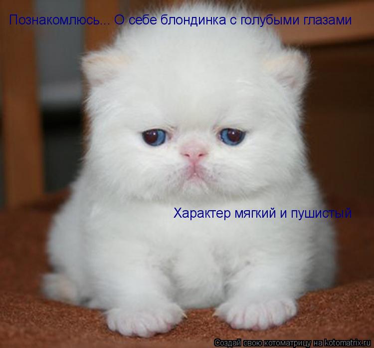 Познакомлюсь... О себе блондинка с голубыми глазами Характер мягкий и пушистый... Котоматрица: Познакомлюсь... О себе блондинка с голубыми глазами Характер мягкий и пушистый