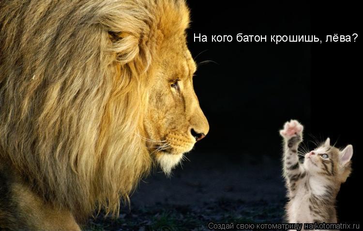На кого батон крошишь, лёва?... Котоматрица: На кого батон крошишь, лёва?