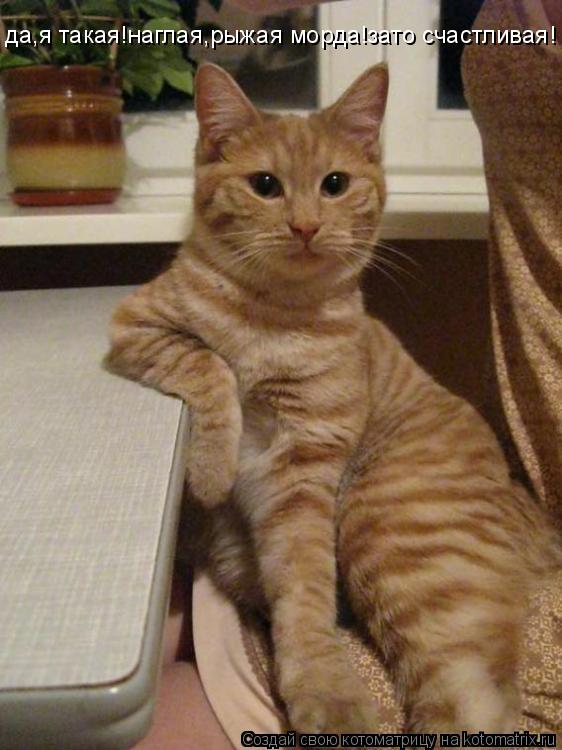 да,я такая!наглая,рыжая морда!зато счастливая!... Котоматрица: да,я такая!наглая,рыжая морда!зато счастливая!