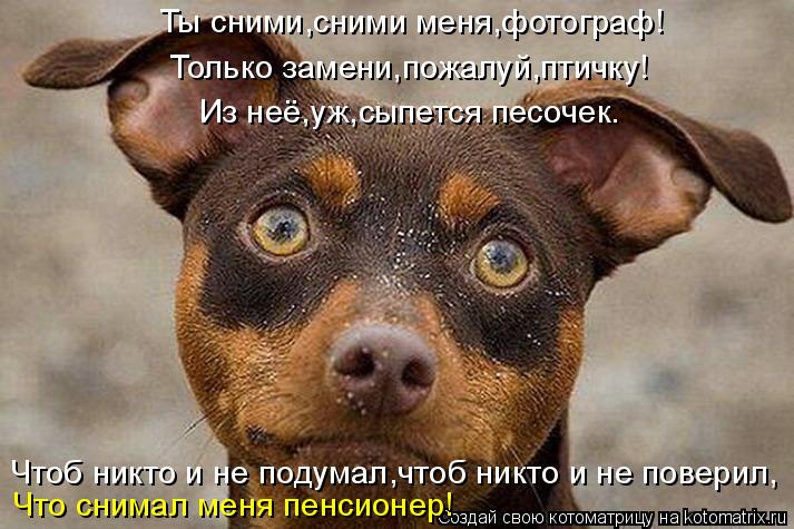 Ты сними,сними меня,фотограф! Только замени,пожалуй,птичку! Чтоб никто и не подумал,чтоб никто и не п... Котоматрица: Ты сними,сними меня,фотограф! Только замени,пожалуй,птичку! Чтоб никто и не подумал,чтоб никто и не поверил, Что снимал меня пенсионер! Из не