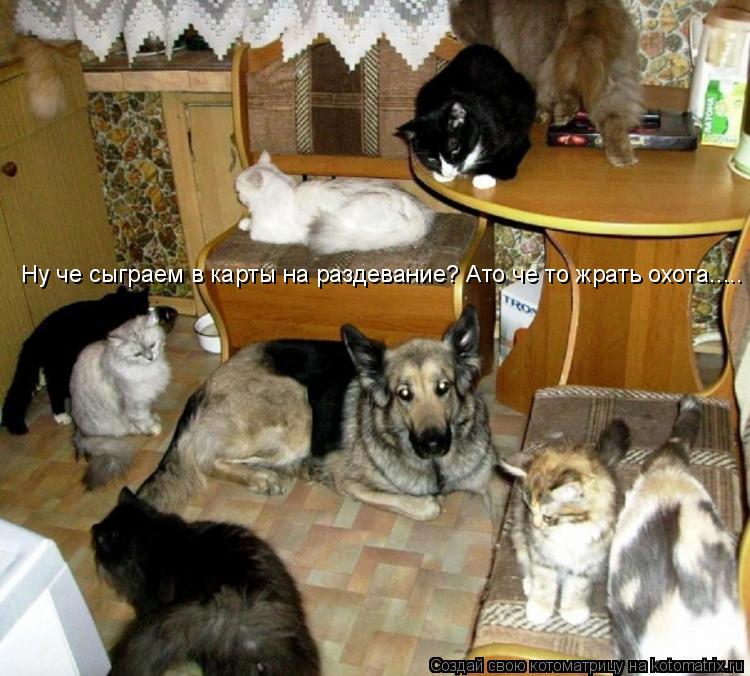 Ну че сыграем в карты на раздевание? Ато че то жрать охота........ Котоматрица: Ну че сыграем в карты на раздевание? Ато че то жрать охота.....