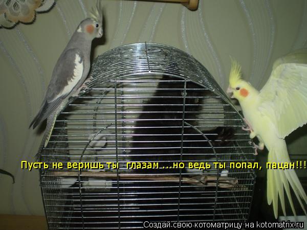 Пусть не веришь ты глазам ...но ведь ты попал, пацан!!!... Котоматрица: Пусть не веришь ты глазам ...но ведь ты попал, пацан!!!