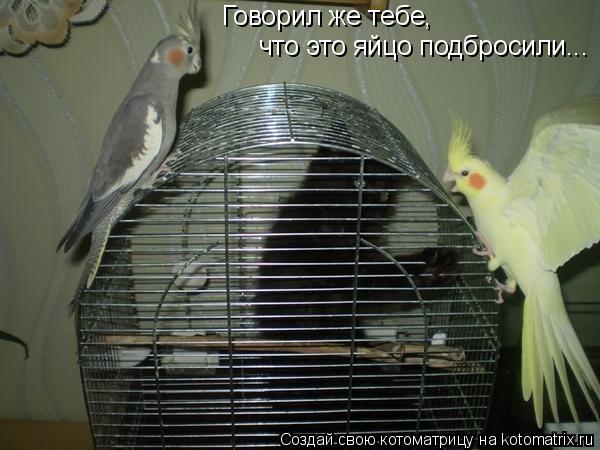 Говорил же тебе, что это яйцо подбросили...... Котоматрица: Говорил же тебе, что это яйцо подбросили...