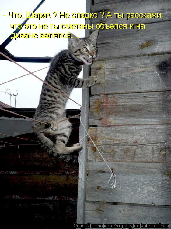- Что, Шарик ? Не сладко ? А ты расскажи, что это не ты сметаны объелся и на диване валялся....... Котоматрица: - Что, Шарик ? Не сладко ? А ты расскажи, что это не ты сметаны объелся и на диване валялся....