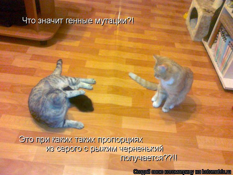 Что значит генные мутации?! Это при каких таких пропорциях из серого с рыжим черненький получается??!... Котоматрица: Что значит генные мутации?! Это при каких таких пропорциях из серого с рыжим черненький получается??!!