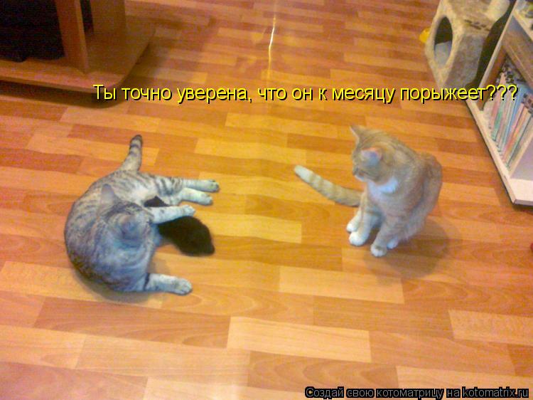 Ты точно уверена, что он к месяцу порыжеет???... Котоматрица: Ты точно уверена, что он к месяцу порыжеет???