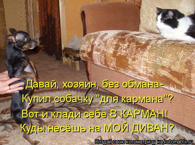 Давай, хозяин, без обмана- Купил собачку "для кармана"? Вот и клади себе В КАРМАН! Куды несёшь на МОЙ... Котоматрица: Давай, хозяин, без обмана- Купил собачку "для кармана"? Вот и клади себе В КАРМАН! Куды несёшь на МОЙ ДИВАН?