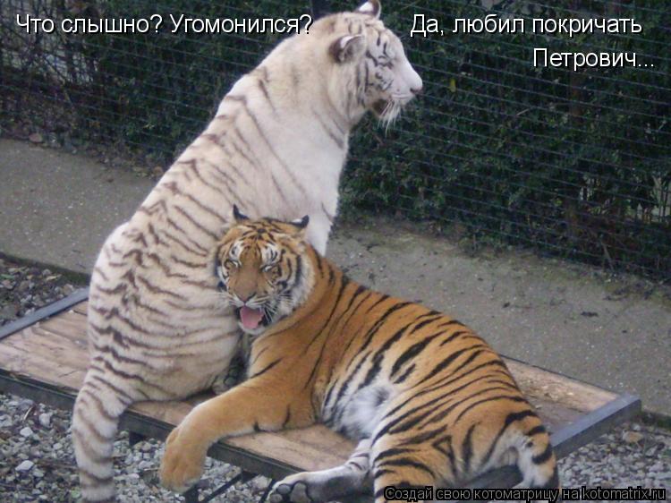 Что слышно? Угомонился? Да, любил покричать Петрович...... Котоматрица: Что слышно? Угомонился? Да, любил покричать Петрович...