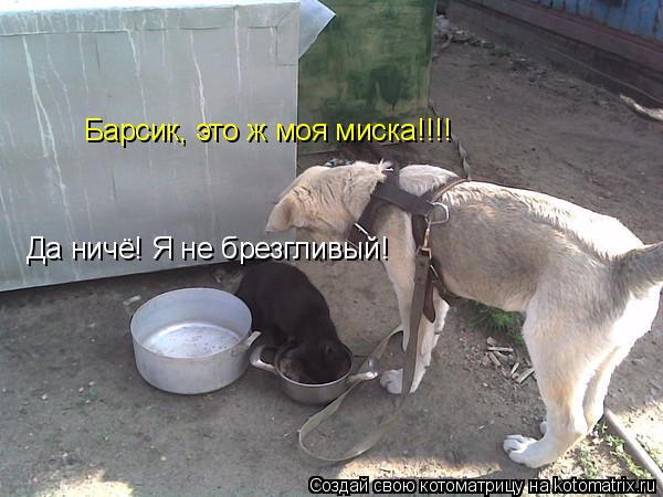 Барсик, это ж моя миска!!!! Да ничё! Я не брезгливый!... Котоматрица: Барсик, это ж моя миска!!!! Да ничё! Я не брезгливый!