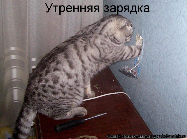 Утренняя зарядка... Котоматрица: Утренняя зарядка