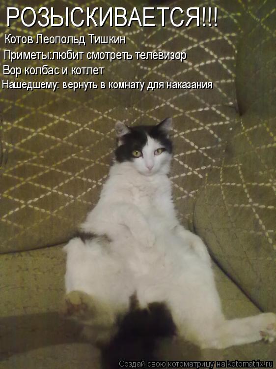 РОЗЫСКИВАЕТСЯ!!! Котов Леопольд Тишкин Приметы:любит смотреть телевизор Вор колбас и котлет Нашедшем... Котоматрица: РОЗЫСКИВАЕТСЯ!!! Котов Леопольд Тишкин Приметы:любит смотреть телевизор Вор колбас и котлет Нашедшему: вернуть в комнату для наказания