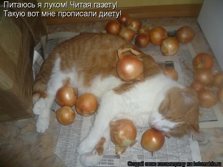 Питаюсь я луком! Читая газету! Такую вот мне прописали диету!... Котоматрица: Питаюсь я луком! Читая газету! Такую вот мне прописали диету!