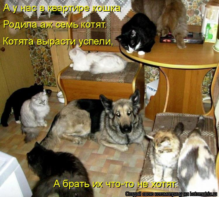 А у нас в квартире кошка Родила аж семь котят. Котята вырасти успели, А брать их что-то не хотят.... Котоматрица: А у нас в квартире кошка Родила аж семь котят. Котята вырасти успели, А брать их что-то не хотят.