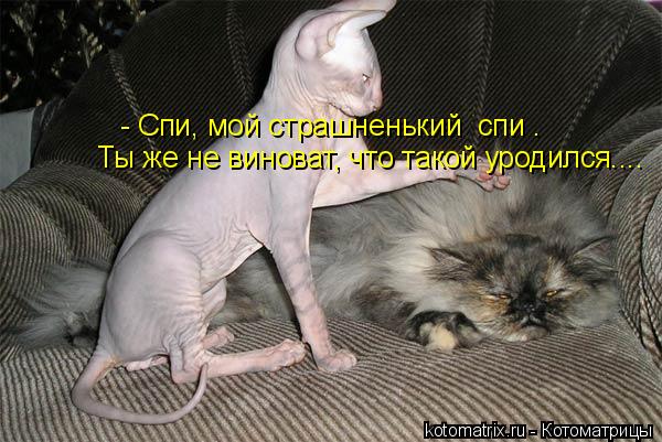 - Спи, мой страшненький спи . Ты же не виноват, что такой уродился....... Котоматрица: - Спи, мой страшненький спи . Ты же не виноват, что такой уродился....