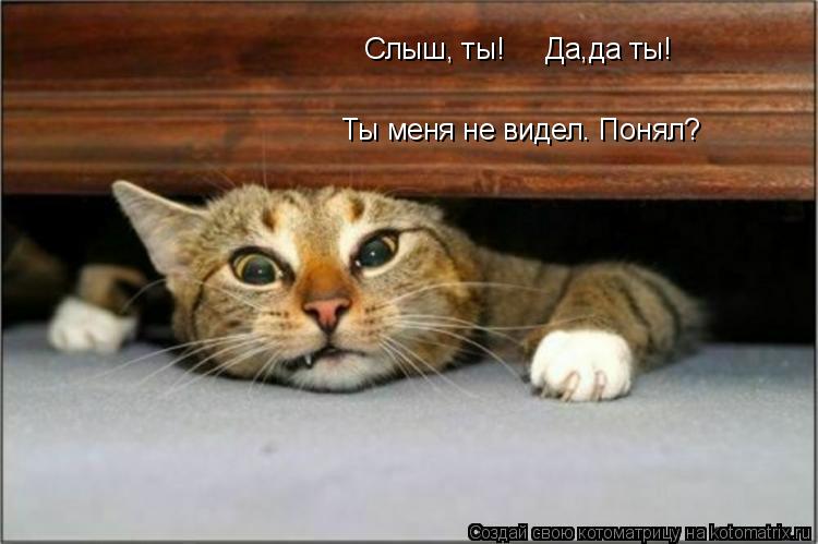 Слыш, ты! Да,да ты! Ты меня не видел. Понял?... Котоматрица: Слыш, ты! Да,да ты! Ты меня не видел. Понял?