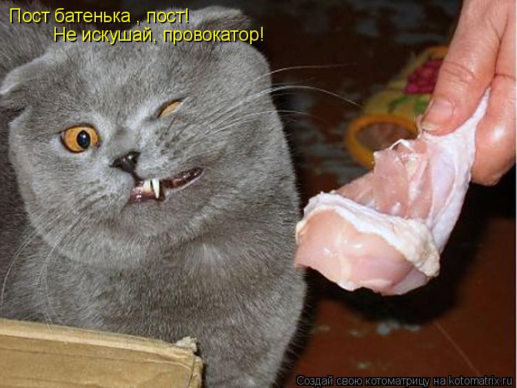 Пост батенька , пост! Не искушай, провокатор!... Котоматрица: Пост батенька , пост! Не искушай, провокатор!