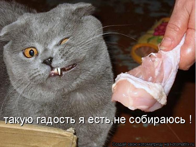 такую гадость я есть,не собираюсь !... Котоматрица: такую гадость я есть,не собираюсь !