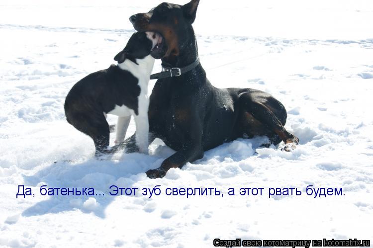 Да, батенька... Этот зуб сверлить, а этот рвать будем.... Котоматрица: Да, батенька... Этот зуб сверлить, а этот рвать будем.