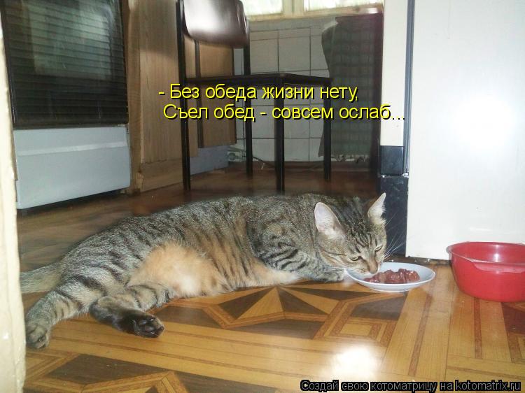 - Без обеда жизни нету, Съел обед - совсем ослаб...... Котоматрица: - Без обеда жизни нету, Съел обед - совсем ослаб...