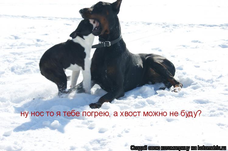 Котоматрица: ну нос то я тебе погрею, а хвост можно не буду?