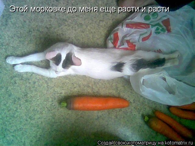 Этой морковке до меня еще расти и расти... Котоматрица: Этой морковке до меня еще расти и расти