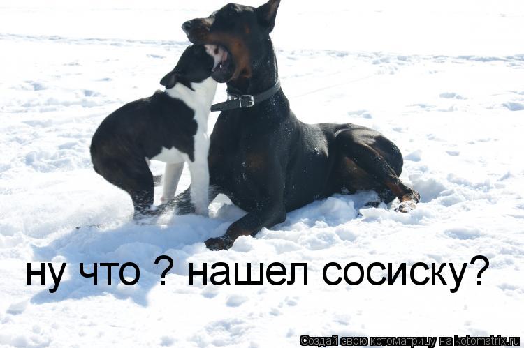 ну что ? нашел сосиску?... Котоматрица: ну что ? нашел сосиску?