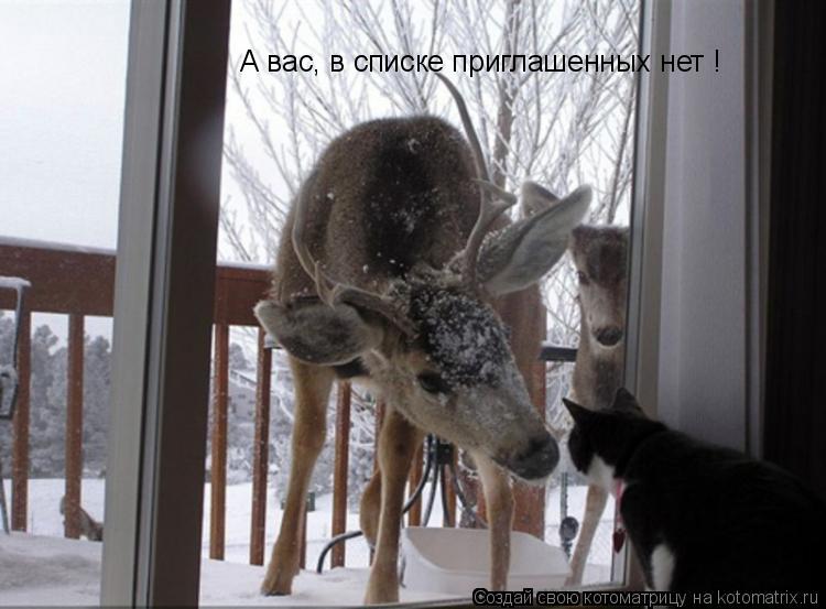 А вас, в списке приглашенных нет !... Котоматрица: А вас, в списке приглашенных нет !