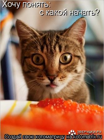 Котоматрица: с какой начать? Хочу понять: