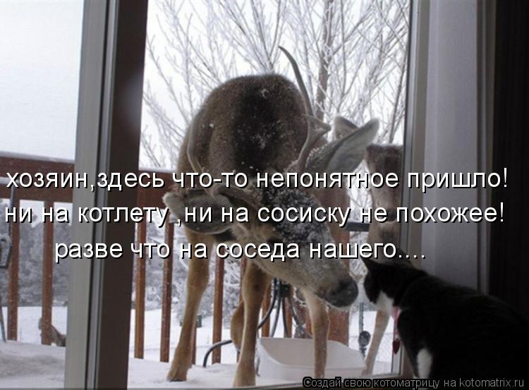 Котоматрица: хозяин,здесь что-то непонятное пришло! ни на котлету ,ни на сосиску не похожее! разве что на соседа нашего....